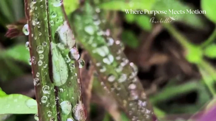 Natuurbeeld met weerkaatsing in dauwdruppels – symbool voor ‘Where Purpose Meets Motion’, het moment waarop gedrag betekenis krijgt.